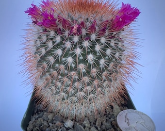Large Pink Flowers - Mammillaria Melanocentra Rubrograndis - Winter  Blooming - Etsy