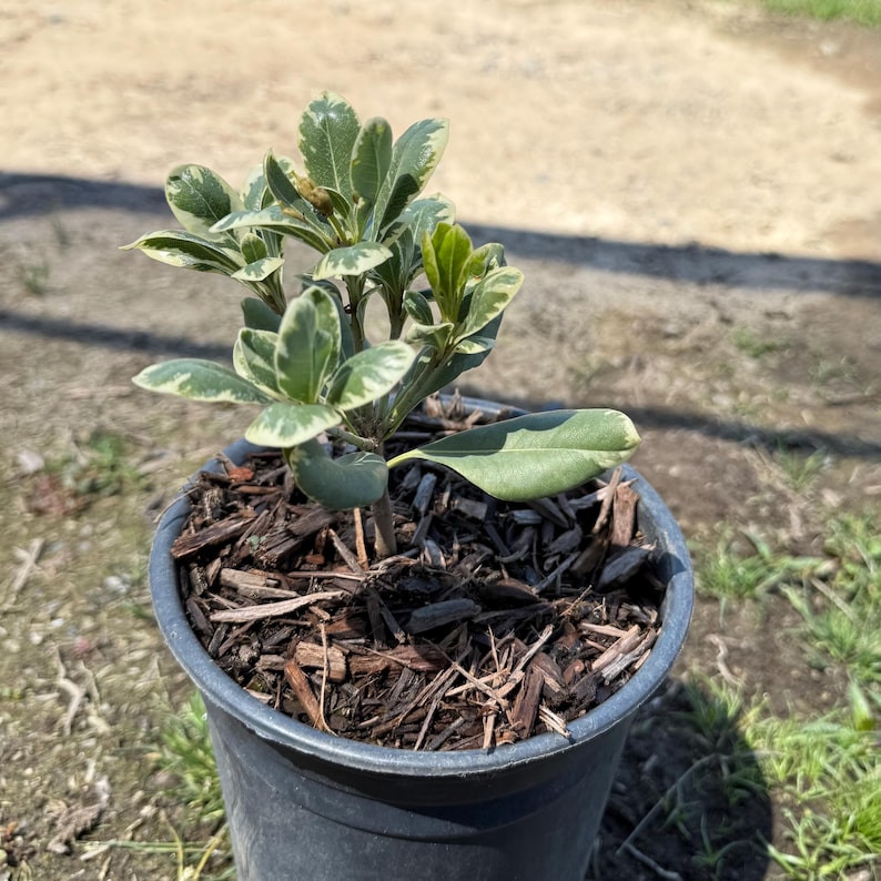 Cream De Mint Dwarf Pittosporum - Thumbnail 2