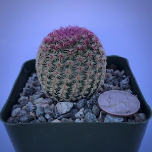 4-inch Echinocereus rigidissimus &#39;Rubispinus&#39; | Rainbow Hedgehog Cactus