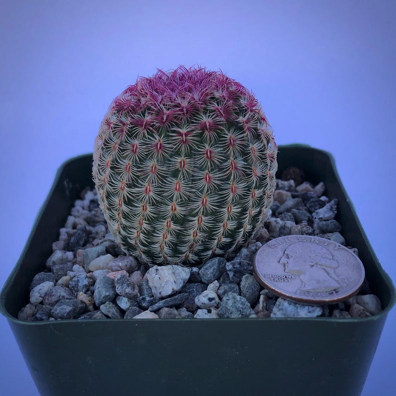 LunarLandscapesCo Echinocereus rigidissimus Hedgehog Cactus