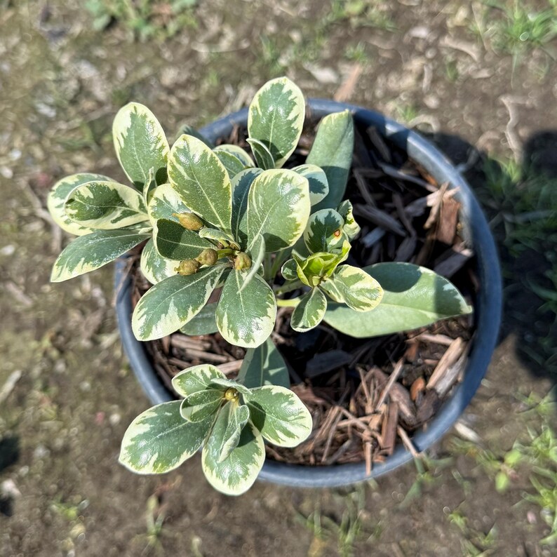 Cream De Mint Dwarf Pittosporum