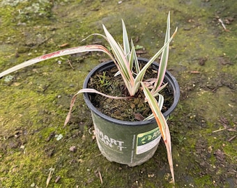 Variegated Flax Lily | Dianella tasmanica 'Variegata'
