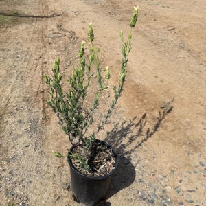 Spanish Lavender | Lavandula stoechas