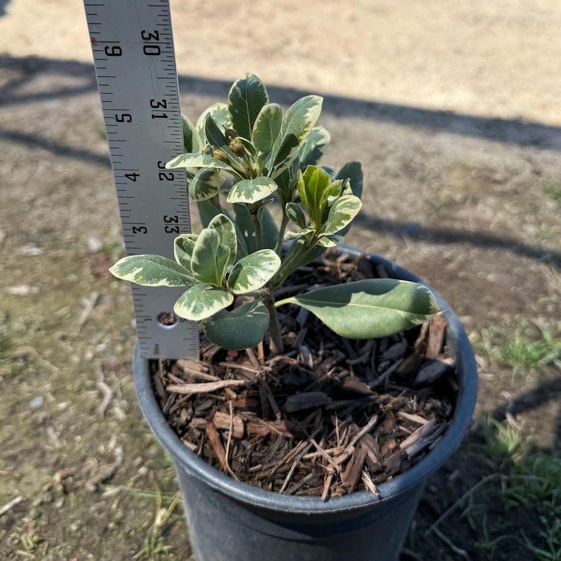 Cream De Mint Dwarf Pittosporum - Thumbnail 3