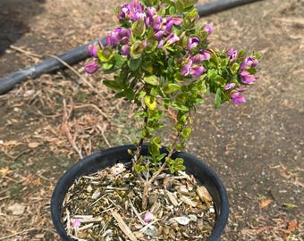Mexican Sweet Pea Shrub | Polygala x dalmaisiana
