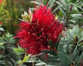 Dwarf Bottlebrush 'Little John' | Callistemon 'Little John' (Row 4)