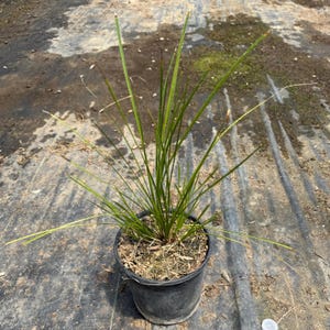 Lomandra &#39;Breeze&#39; | Dwarf Mat Rush | Lomandra longifolia &#39;LM300&#39;