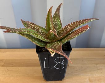 Aloe 'Cynthia Giddy' (L8)