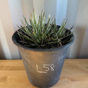 Thread Agave (L58) | Agave filifera