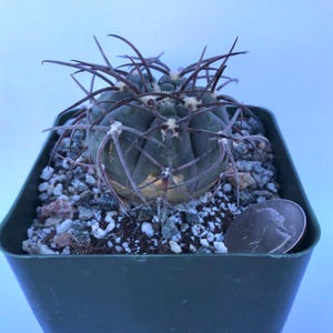 4-inch Gymnocalycium Armatum | Gymnocalycium Spegazzinii Var. Armatum - Etsy