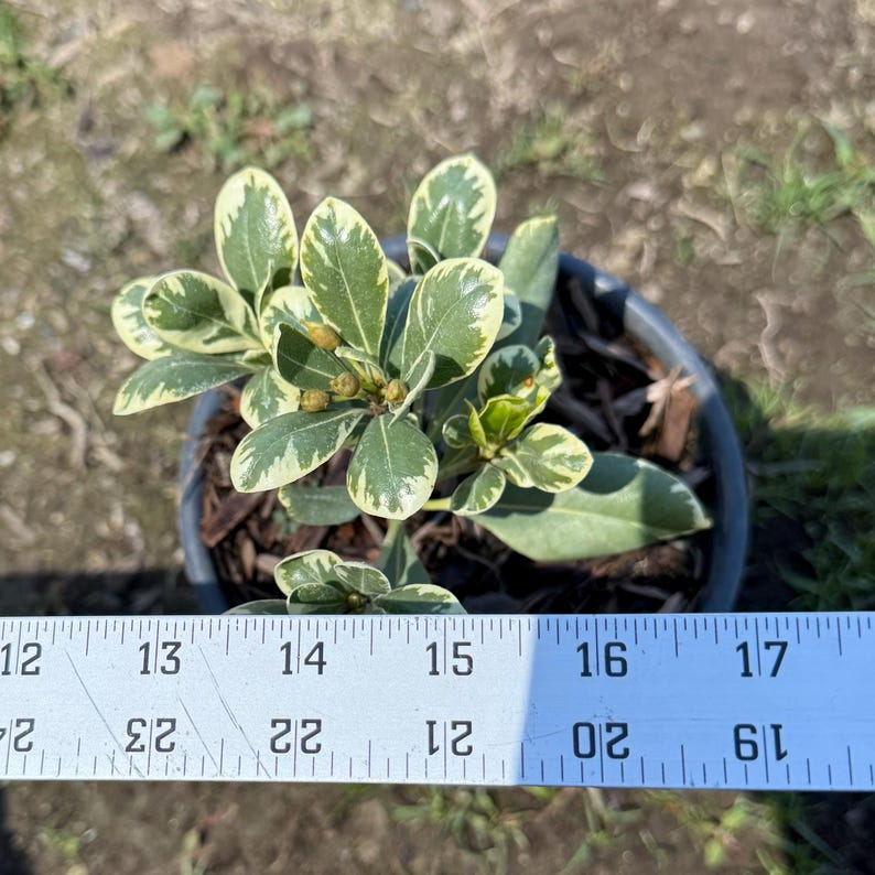 Cream De Mint Dwarf Pittosporum - Thumbnail 4