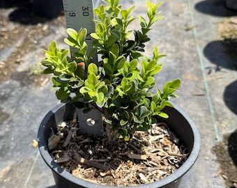 Japanese Boxwood | Buxus microphylla var. japonica