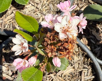 1 Gallon Raphiolepis Indica Alba: Indian Hawthorn Shrub - Etsy