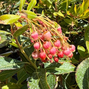 One Gallon Killarney Strawberry Tree | Arbutus unedo