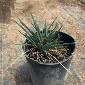Blue Flax Lily | Dianella caerulea