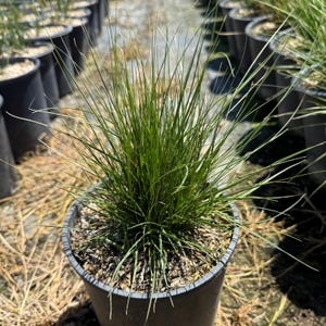 Fountain Grass | Pennisetum alopecuroides