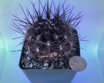 4-inch Gymnocalycium Chacoense - Etsy