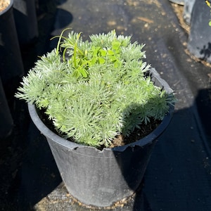 Silver Mound Artemisia | Artemisia schmidtiana 'Silver Mound'
