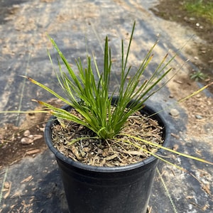 Lomandra &#39;Shorty&#39; | &#39;Shorty&#39; Mat Rush | Lomandra confertifolia &#39;Shorty&#39;