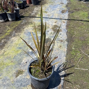 New Zealand Flax | Phormium tenax