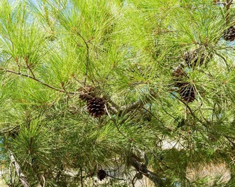 One Gallon Aleppo Pine - Pinus halepensis - FREE SHIPPING