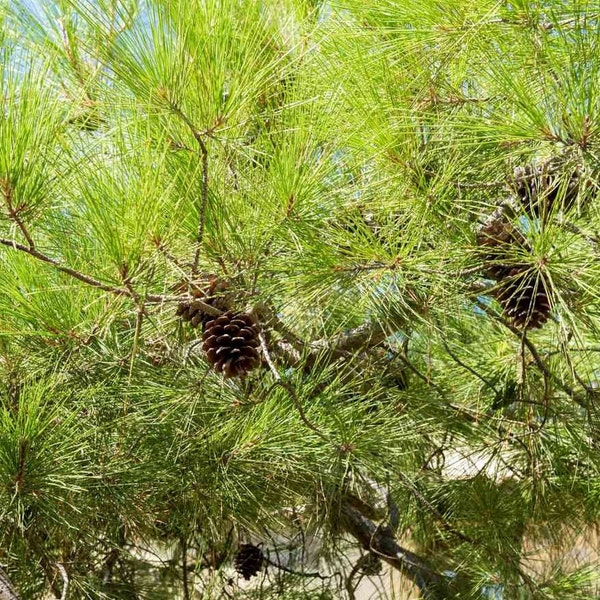 One Gallon Aleppo Pine - Pinus halepensis - FREE SHIPPING