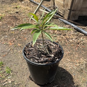 Chitalpa Tree