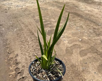 Fortnight Lily | African Iris | Dietes iridioides