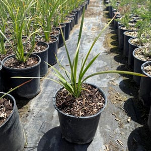 Basket Grass | Spiny-head Mat-Rush | Lomandra longifolia
