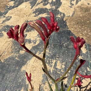 Red Kangaroo Paw | Anigozanthos ‘Big Red’