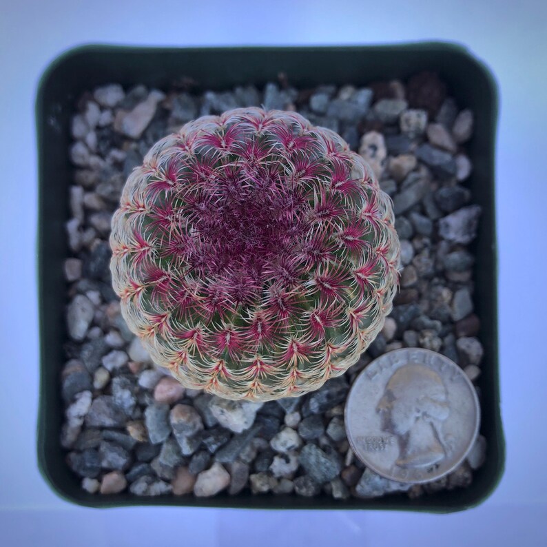 LunarLandscapesCo Echinocereus rigidissimus Hedgehog Cactus - Thumbnail 2