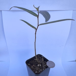 Queensland Bottle Tree Start | Brachychiton rupestris