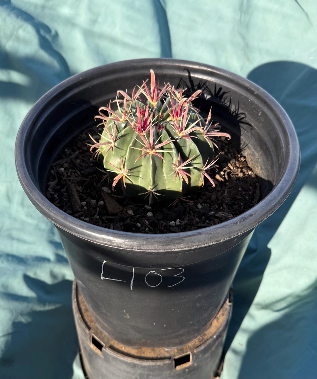 Devil's Tongue Cactus (L103) | Ferocactus Latispinus - Etsy