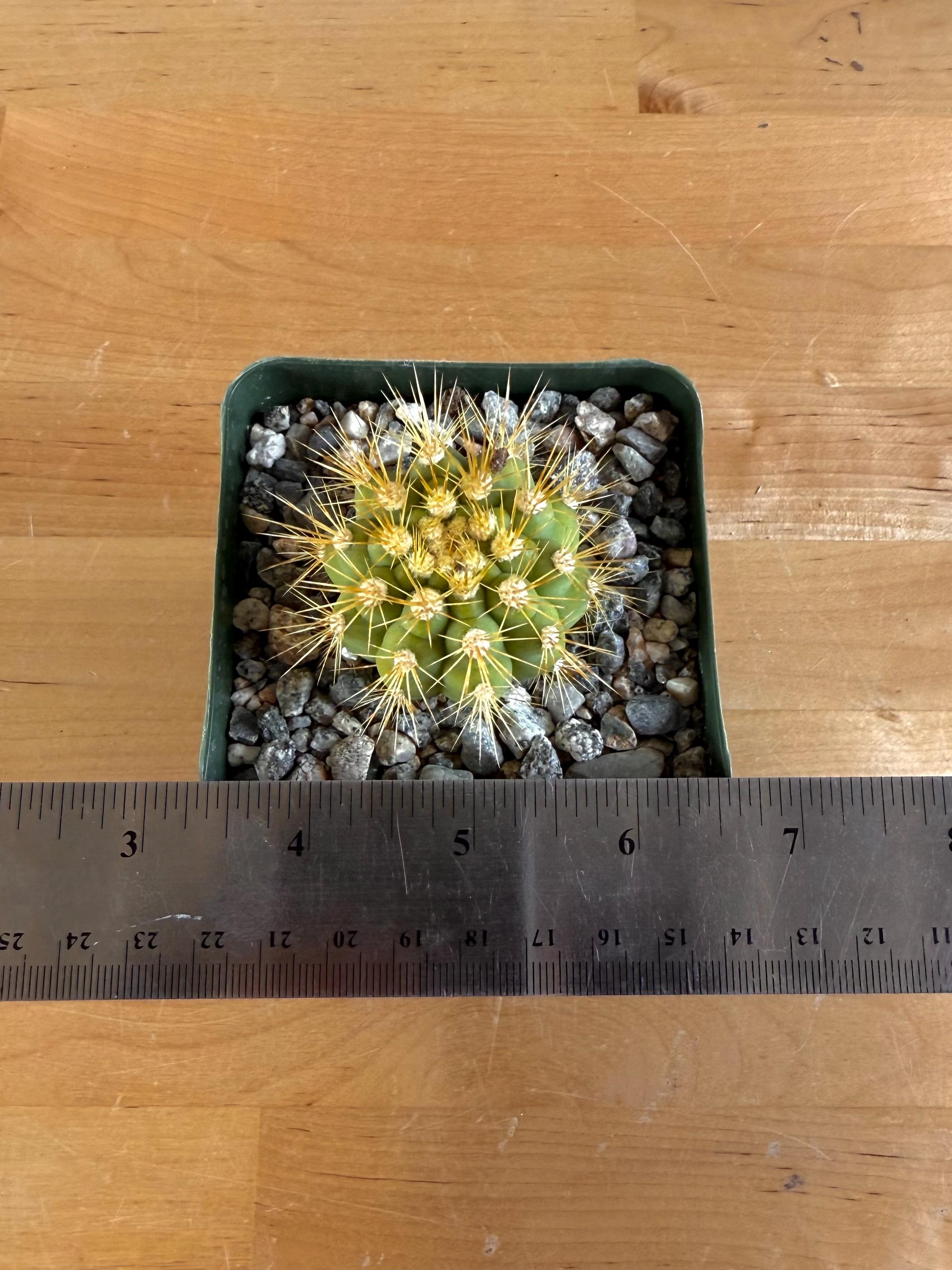 4-inch Gymnocalycium Chacoense - Etsy