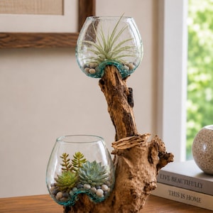 May include: A decorative display featuring two clear, rounded glass vessels molded to fit onto a piece of natural, textured driftwood. The upper vessel contains a single air plant, while the lower vessel holds small succulents and pebbles.