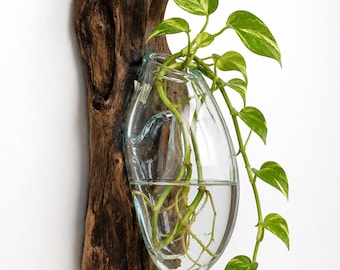 BACK IN STOCK***Driftwood Wall Planter with Hand Blown Glass Vase | Rustic Vertical Garden Decor |