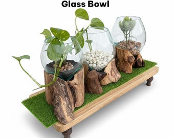 Handblown Glass Terrarium: Gamat Wood Planter, Unique Home Decor, Air Plant Holder, Propagation.