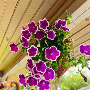 Handmade Terracotta Hanging Planter: Indoor/Outdoor Plant Pot with Wire