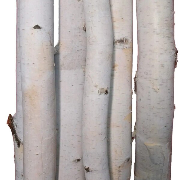 natural white birch poles, perfectly selected for home decor, rustic and modern crafts, holiday displays, weddings and many other uses .