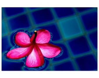 Pétalo de flor flotante en la piscina
