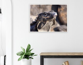 La iguana tomando sol sobre una roca.