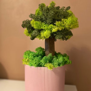 Bonsai moss tree, moss tree, preserved natural bonsai moss tree