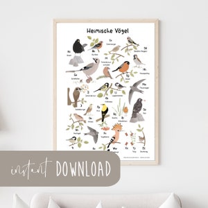 ABC Poster "Heimische Vögel" Download Poster zum ausdrucken Sofortdownload digital Datei ABC Tiere