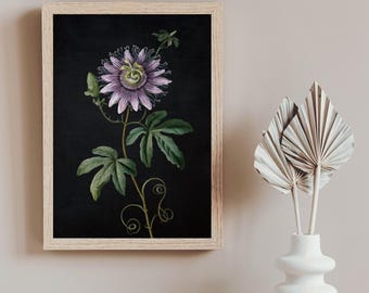 Könnte beinhalten: Gerahmter botanischer Druck mit einer detaillierten Illustration einer Passionsblume vor schwarzem Hintergrund. Die Blume ist lila mit grünen Blättern und Stängeln. Der Rahmen ist aus hellem Holz.
