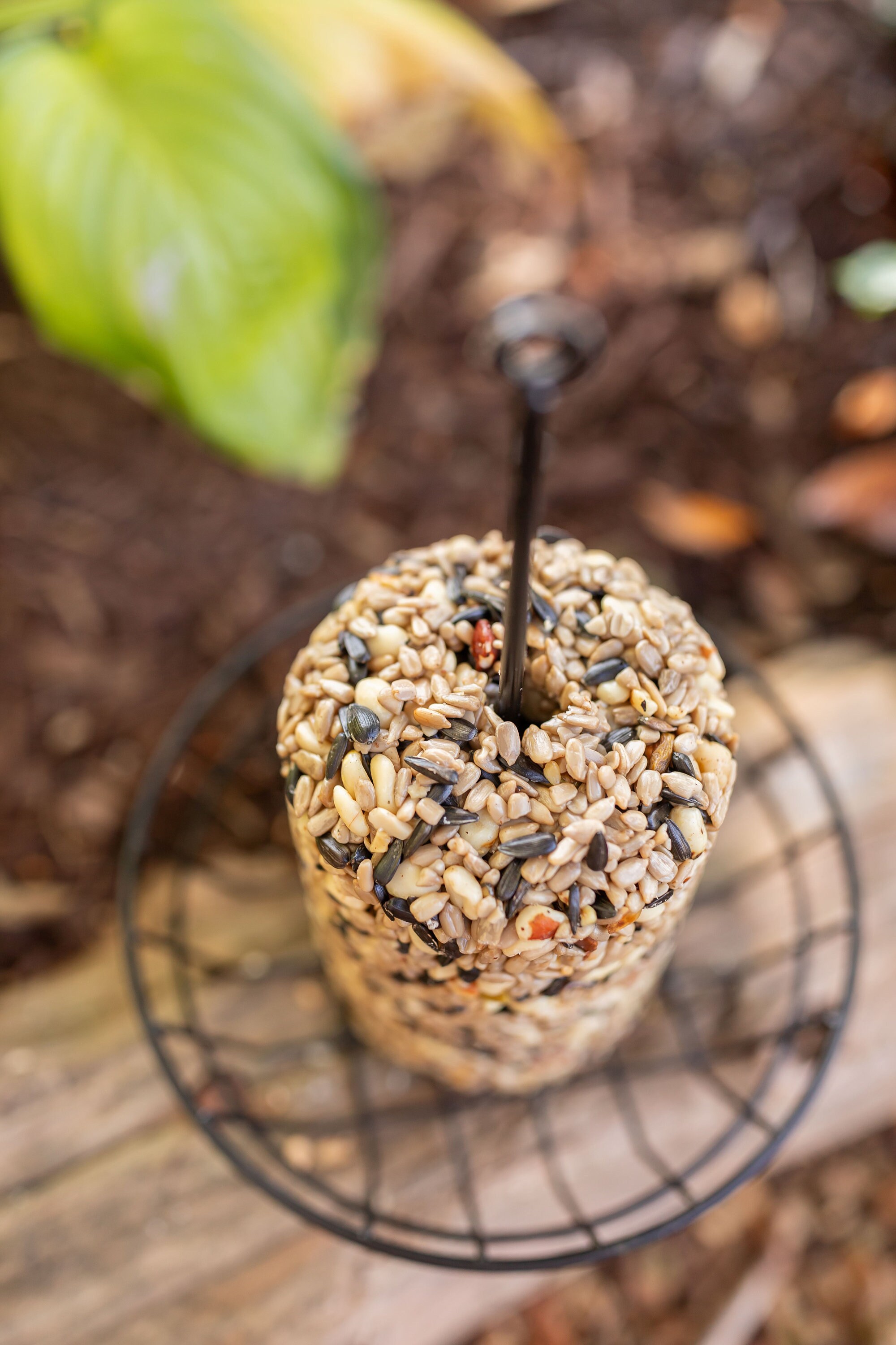 Freshly Made Wild Bird Seed Cylinder Full of Tree Nuts, Berries, and Seeds No Fillers Etsy