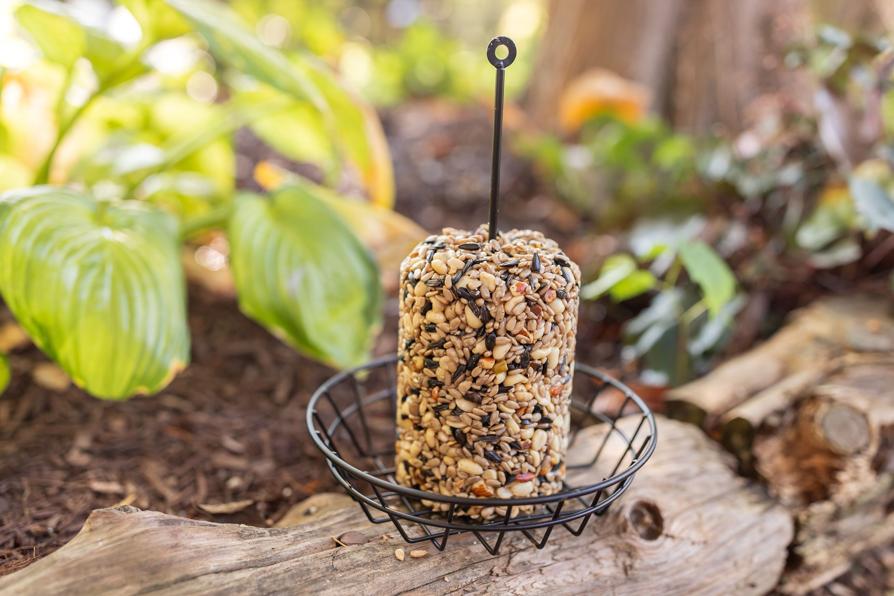 Freshly Made Wild Bird Seed Cylinder Full of Tree Nuts, Berries, and Seeds No Fillers Etsy