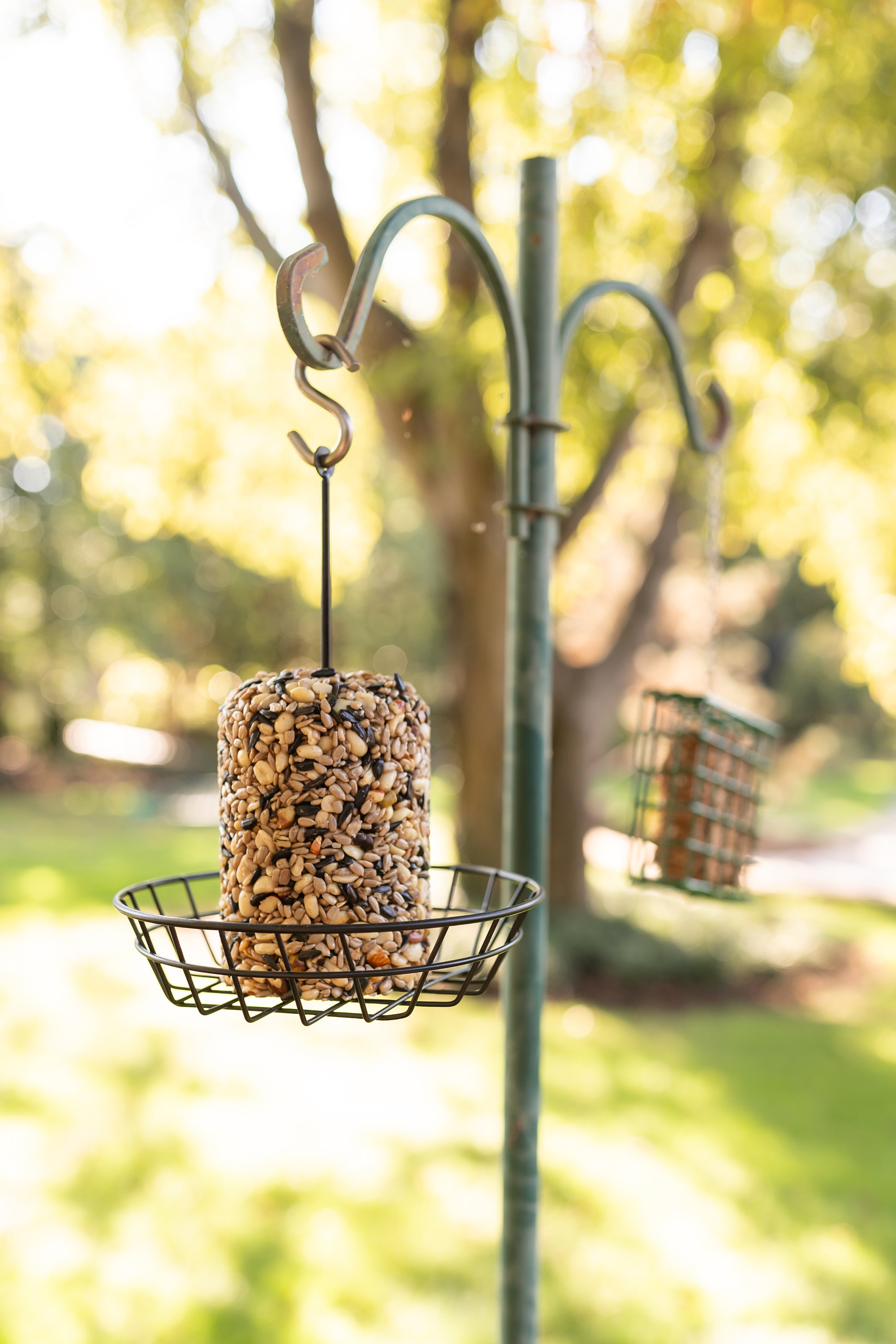 Freshly Made Wild Bird Seed Cylinder Full of Tree Nuts, Berries, and Seeds No Fillers Etsy