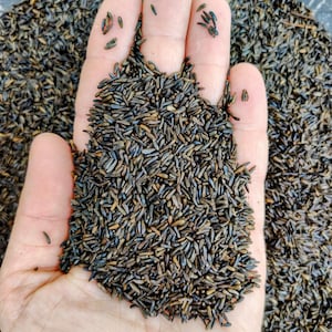 May include: A close-up shot of a hand holding a pile of small, dark brown seeds. The seeds are oblong and have a slightly shiny appearance. Some seeds are scattered on the fingers. The background is filled with more of the same seeds.