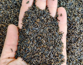 Nyjer/Thistle - Birdseed for Finch Feeders