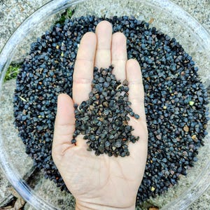 May include: A clear glass bowl filled with dark, irregularly shaped seeds. A hand holds a small pile of the seeds, showcasing their texture and color. The seeds are a deep, dark brown.